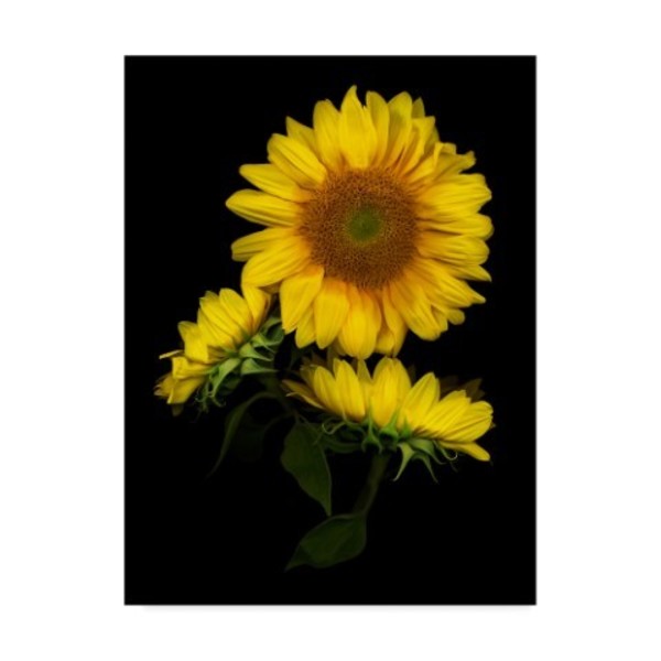 Trademark Fine Art Susan S. Barmon 'Sunflower 3' Canvas Art, 18x24 ALI34461-C1824GG